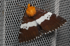 Buzara latizona