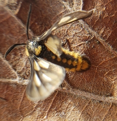 Ceryx anthraciformis