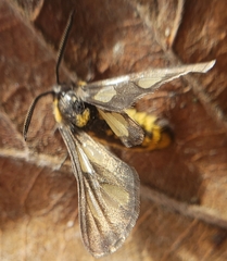 Ceryx anthraciformis