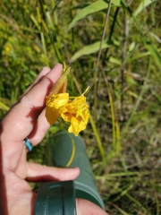 Oenothera elata hookeri