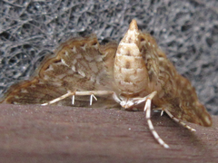 Elophila turbata