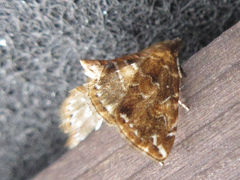 Elophila turbata