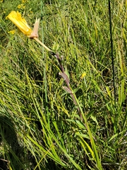 Oenothera elata hookeri