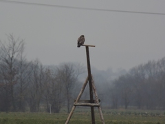 Buteo buteo