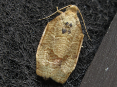 Choristoneura longicellana