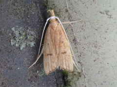 Lecitholaxa thiodora