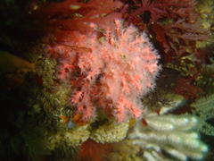 Melithaea rubra