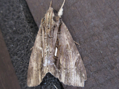 Ercheia niveostrigata