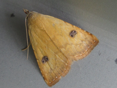 Rivula sericealis