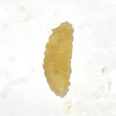 Austroacacidiplosis botrycephalae