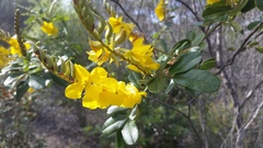 Labichea buettneriana