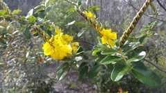 Labichea buettneriana