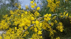 Acacia racospermoides