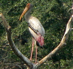 Mycteria leucocephala