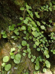 Pilea nummulariifolia