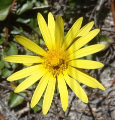 Haplocarpha lyrata