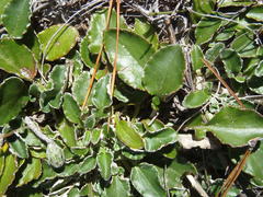 Haplocarpha lyrata