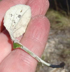 Haplocarpha lyrata