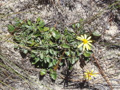 Haplocarpha lyrata