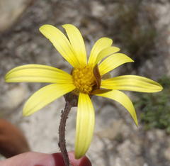 Haplocarpha lyrata