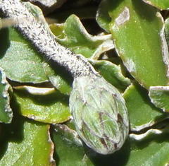 Haplocarpha lyrata