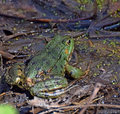Pelophylax kurtmuelleri
