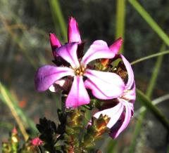Acmadenia tetragona