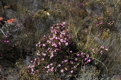 Acmadenia tetragona