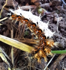 Polygonia c-album