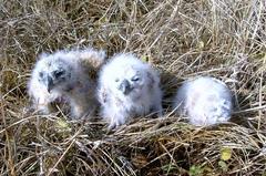 Asio capensis capensis