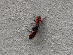 Pyrrhocoris apterus