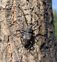 Lamiomimus gottschei