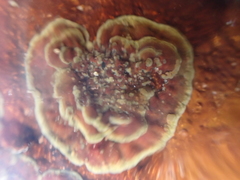 Mesophyllum lichenoides