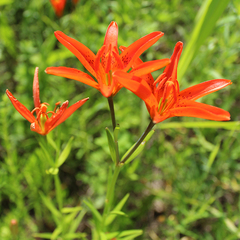 Lilium concolor partheneion
