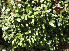 Microgramma piloselloides