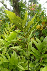 Meniscium reticulatum