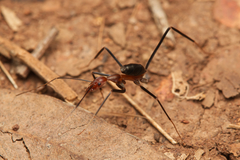 Leptomyrmex varians