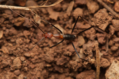 Leptomyrmex varians