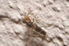Tachydromia arrogans