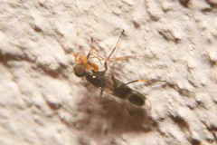 Tachydromia arrogans