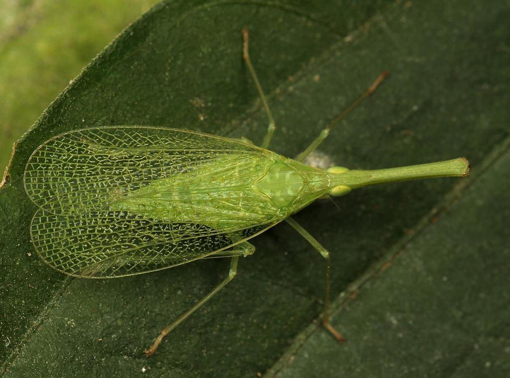 Aluntiini