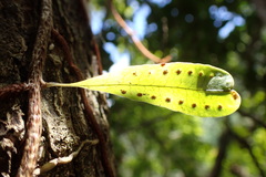 Microgramma lycopodioides