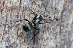Polyrhachis daemeli