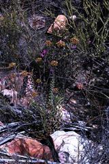 Crassula mollis