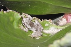 Litoria balatus