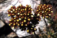 Crassula mollis