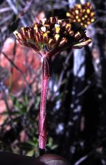 Crassula mollis