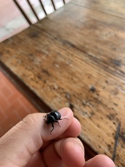 Accanthopus velikensis