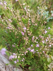 Calluna vulgaris