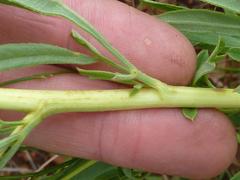 Heteromorpha involucrata